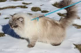 Up until two years ago, i had never heard of a siberian cat and would not have been able to pick one out of the crowd. Siberian Miracle Cattery