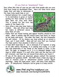 Baby Deer Fawn Information Friends Of