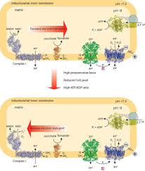 control of mitochondrial superoxide