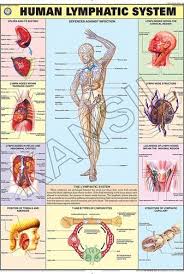 Lymphatic System For Human Physiology Chart