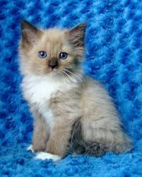 We found 2,068 adverts for you in 'cats and kittens', in the uk and ireland. Buy Ragdoll Kittens Kittens Cutest Pretty Cats Cute Cats