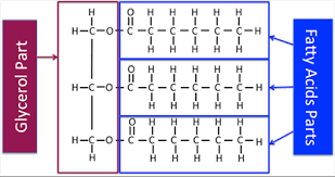 vegetable oils and fats