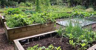 organic vegetable gardening information