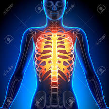Your ribs provide a rigid protective your rib cage plays an important role in respiration, expanding and contracting as your respiratory muscles, including your diaphragm, work to help you. Female Rib Cage Anatomy Bones Stock Photo Picture And Royalty Free Image Image 33946670
