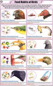 Food Habits Of Birds Chart Manufacturer Supplier Exporter