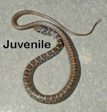 Discover how long checkered garter snake lives. Snake Id Guide