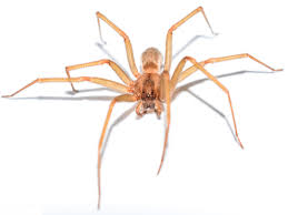 Southern house spider vs brown recluse. Brown Recluse Spiders Control Information Bites More