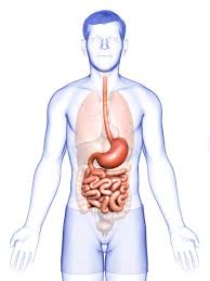 the small intestine regions histology