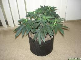 Made from 3 gallon to 45 gallon sizes. Yarddog S L A Confidential Smart Pot W Roots Organic Soil Hps Closet Grow 420 Magazine