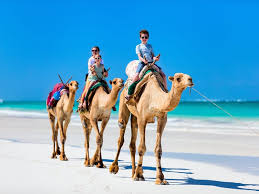 How does a dromedary camel living in the upper peninsula of michigan cool off on a hot day? Camel Ride On A Beach With Combo Experiences In Bali From Nusa Dua Tours Activities Fun Things To Do In Bali Indonesia Veltra