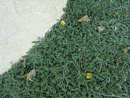 the ground cover you can step on it