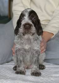 Review how much spinone italiano puppies for sale sell for below. Spinone Puppies Home Spinone Puppies