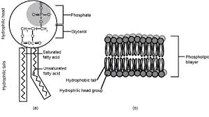 i using diagrams describe lipids ii