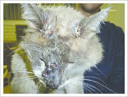 ulcers on the face of cat 12