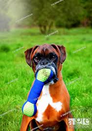 portrait of boxer dog holding toy bone