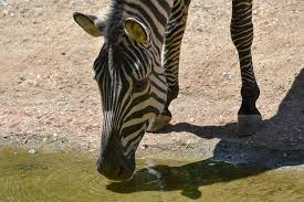 Within a herd, zebras tend to stay together in smaller family groups. Plains Zebra The Maryland Zoo