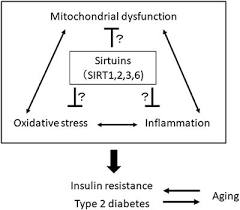The primary aim of treating type 2 diabetes is to help control blood glucose levels, but another key aim is to help with weight loss or weight management. Frontiers Sirtuins And Type 2 Diabetes Role In Inflammation Oxidative Stress And Mitochondrial Function Endocrinology