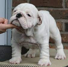 This is a popular breed with a long history. Ultimate Bulldogs Bulldog Puppies English Bulldog Puppies Bulldog Puppies For Sale