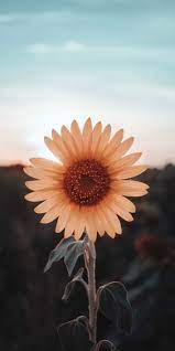 Sunflower iphone wallpaper, Flower ...