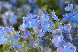 Blue perennial flowers zone 6. 14 Sun Loving Perennials Anyone Can Grow Costa Farms