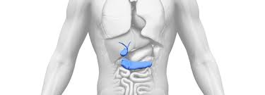 is the gallbladder removed during