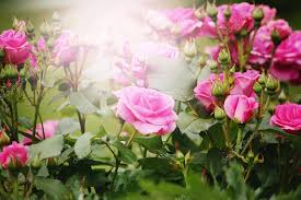 Beautiful Pink Roses In Sun Light Stock