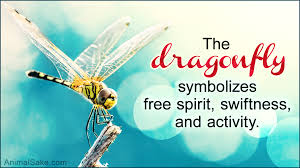 what does a dragonfly symbolize you d