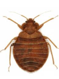 Carpet beetles, as their name implies, sometimes infest carpets. Bed Bugs Or Carpet Beetles Assured Environments