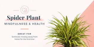 Plant Symbolism Guide 31 Plants For Every Personality