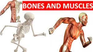 The skeletal system contains the bones that give structure to the human body. Bones And Muscles Skeletal System Muscular System Science Video For Kids Youtube