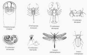 Here We Have Simply Stated Out Arthropods Facts And Facts