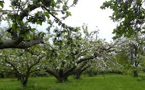 how to prune old apple trees to produce