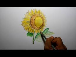 Cara mewarnai gradasi tanaman, mewarnai dengan crayon, menggambar tanaman. Cara Mewarnai Bunga Matahari Dengan Crayon Gambar Mewarnai Gratis