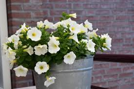 Maybe you would like to learn more about one of these? Growing Petunias Umn Extension