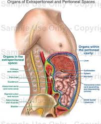 Your body organs range from your brain, heart, liver, skin, lungs, kidneys, intestines, stomach, bladder, etc. Human Anatomy Drawing With Organs