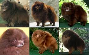 36 Pomeranians In Chocolate And Merle Canton Pomeranians