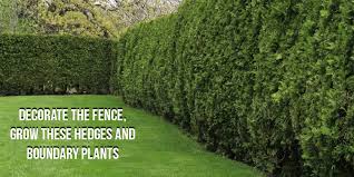 Grow These Hedges And Boundary Plants