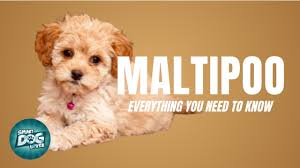 a maltipoo maltese poodle