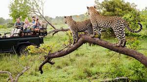 safari game drive south african