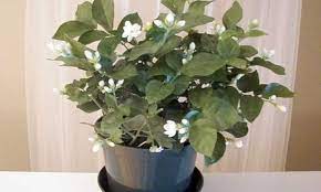 jasmine plant indoor tips for happy