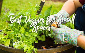 Best Vegetables For Small Spaces The