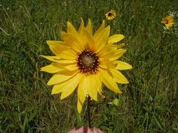 Plant ID Guide:Stiff Sunflower (Helianthus rigidus) - Kansas Native ...