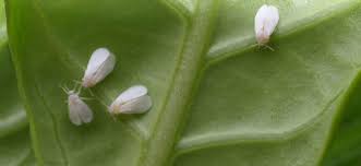 How To Get Rid Of Whiteflies On Plants