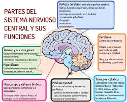 Resultado de imagen para sistema nervioso