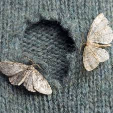 how to get rid of moths at home 16