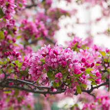 Flowering trees that bloom in summer should be pruned in winter or early spring for best results. The Best Flowering Trees To Plant In Your Michigan Lawn This Spring