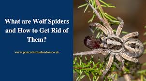 What Are Wolf Spiders And How To Get