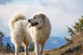great pyrenees dogs size rament