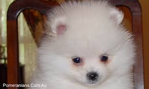 The teacup pomeranian has increased in popularity and we provide you all the information you need to find the right breeder and puppy to add to your family. Teacup Pomeranian Facts Pomeranian Australia