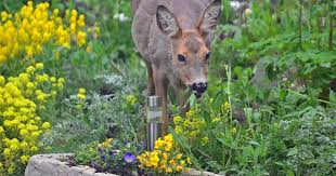 Deer Resistant Annuals And Other Ways